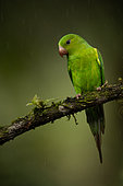Plain Parakeet (Brotogeris tirica) perched on a branch, Sao Paulo, Brazil