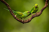 Plain Parakeet (Brotogeris tirica) perched on a branch, Sao Paulo, Brazil