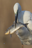 Great Egret (Ardea alba) with fish prey in beak, Subotica, Serbien