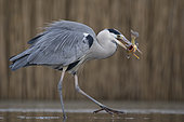 Grey Heron (Ardea cinerea) with fish prey in beak, Pusztaszer, Hungary