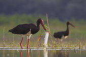 Black Stork (Ciconia nigra) with fish prey in beak, Tiszaalpár, Hungary
