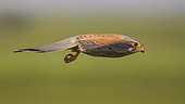 Common Kestrel (Falco tinnunculus) male flying, Subotica, Serbia