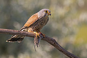 Common Kestrel (Falco tinnunculus) male perched on a branch with a mouse in his claws, Subotica, Serbia