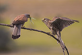 Common Kestrel (Falco tinnunculus) pair perched on a branch, Subotica, Serbia