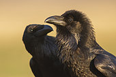 Northern Raven (Corvus corax) pair, Subotica, Serbia