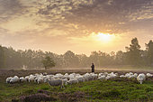 herd of sheep with shepherd in heathland, Lower Saxony, Germany
