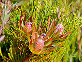 Sickleleaf Conebush (Leucadendron xanthoconus). Napier Mountain Reserve. Overberg. Western Cape. South Africa