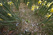 Pellets left on the ground in the middle of a daffodil station, after a winter shooting and biathlon initiation season, Jura, France.