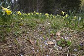 Pellets left on the ground in the middle of a daffodil station, after a winter shooting and biathlon initiation season, Jura, France.