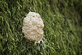 Myxomycete (Fuligo sp.) on moss in a forest in the Jura, France.