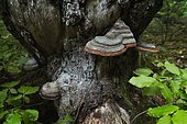 Red Banded Polypore (Fomitopsis pinicola) on a dead spruce tree, Jura, France.