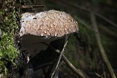 Guttation phenomenon on a young polypore, Jura, France.