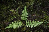 Male fern (Dryopteris filix-mas) and mosses in undergrowth, Jura, France.