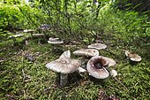 Amanites (Amanita excelsa var. excelsa) in a forest in the Haut-Jura. La Pesse, France.