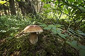 King Bolete (Boletus edulis) in a forest in the Jura, France.