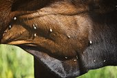 Ticks on cattle in summer, France