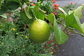 Lemon (Citrus x limon) fruit on tree