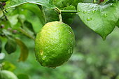 Lemon (Citrus x limon) fruit on tree