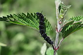 Camberwell Beauty (Aglais io), caterpillar on nettle (Urtica sp), Europe