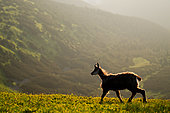 Alpine Chamois (Rupicapra rupicapra) on grass at dawn in summer, Slovakia