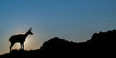Alpine Chamois (Rupicapra rupicapra) silhouette in backlight at dawn in summer, Slovakia