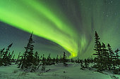 February 8, 2019 - An arc of auroral curtains over the boreal sub-arctic forest near the Churchill Northern Studies Centre, Canada. Illumination is just from aurora light. The waxing moon had set this night. 
