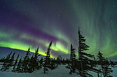March 18, 2020 - A colorful aurora over the wind-shaped trees of the boreal sub-arctic forest at the Churchill Northern Studies Centre, Churchill, Manitoba, Canada. Arcturus is rising between the two trees right of centre. 

