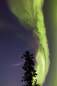 Aurora borealis with tree and shooting star, Whitehorse, Yukon, Canada.