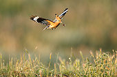Eurasian Hoopoe (Upupa epops) in flight with prey, Dimitrovgrad, Bulgaria