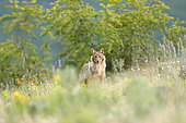 Golden jackal (Canis aureus) alert, Madzharovo, Bulgaria