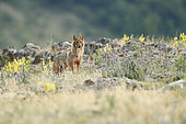 Golden jackal (Canis aureus) alert, Madzharovo, Bulgaria