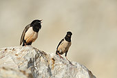 Rosy Starling (Psator roseus) displaying on rock, Bratsigovo, Bulgaria
