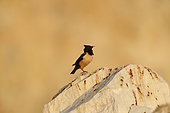 Rosy Starling (Psator roseus) on rock, Bratsigovo, Bulgaria