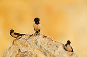 Three Rosy Starling (Psator roseus) on rock, Bratsigovo, Bulgaria