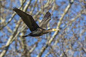 Great Cormorant (Phalacrocorax carbo sinensis), side view of an immature in flight, Campania, Italy