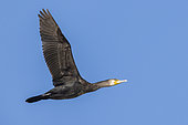 Great Cormorant (Phalacrocorax carbo sinensis), side view of an immature in flight, Campania, Italy