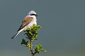 Red-backed Shrike (Lanius collurio), side view of an adult male perched on a Dog Rose, Abruzzo, Italy