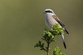 Red-backed Shrike (Lanius collurio), side view of an adult male perched on a Dog Rose, Abruzzo, Italy