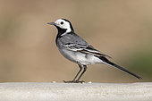 White Wagtail (Motacilla alba), side view of an adult male standing on a wall, Abruzzo, Italy