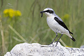 Northern Wheatear (Oenanthe oenanthe), side view of an adult male standing on a rock with a caught caterpillar, Abruzzo, Italy