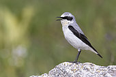Northern Wheatear (Oenanthe oenanthe), side view of an adult male singing from a rock, Abruzzo, Italy