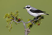 Northern Wheatear (Oenanthe oenanthe), side view of an adult male perched on a Juniper branch, Abruzzo, Italy