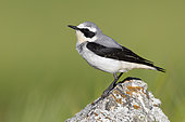 Northern Wheatear (Oenanthe oenanthe), side view of an adult male standing on a rock, Abruzzo, Italy