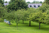 Beehives in an orchard, Dol de Bretagne, Ille et Vilaine, Brittany, France