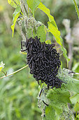 Camberwell Beauty (Aglais io) caterpillars, Ille-et-Vilaine, Brittany, France