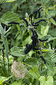 Camberwell Beauty (Aglais io) caterpillars on nettle, Ille-et-Vilaine, Brittany, France