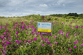 Sweet pea (Lathyrus sp) in bloom at the Anse du Verger Natural Site in summer, Ille-et-Vilaine Brittany, France