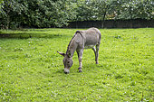 Grey donkey in a meadow, Ille-et-Vilaine, France