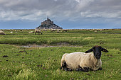 Sheep grazing in the salt meadows of Mont Saint-Michel, Manche, Normandy, France