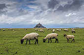 Sheep grazing in the salt meadows of Mont Saint-Michel, Manche, Normandy, France
